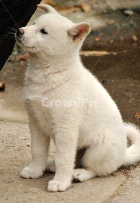 강아지,개,복슬복슬,귀여움,아기,dog,puppy,fluffy,cute,baby,동물,animal,포유류,mammal,개,강아지,dog,doggy
