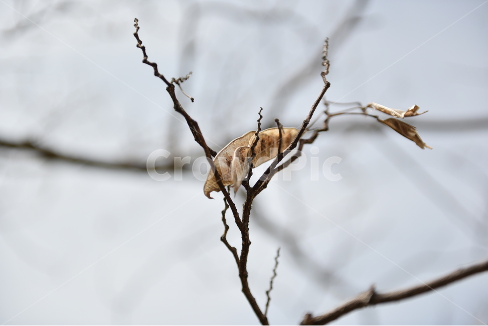 자연,접사,가을,season,plants,nature,colorsensitivity,feelingofcolor,감성,평온함,가을,계절,fall,autumn,season