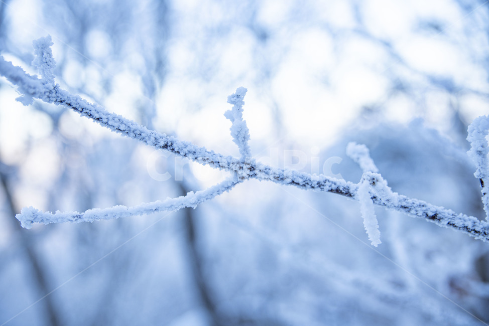 태백산,상고대,겨울,눈꽃,겨울풍경,풍경,산,겨울산,설산,nature,자연,snow,눈,겨울,계절,winter,season,자연,풍경,nature,landscape