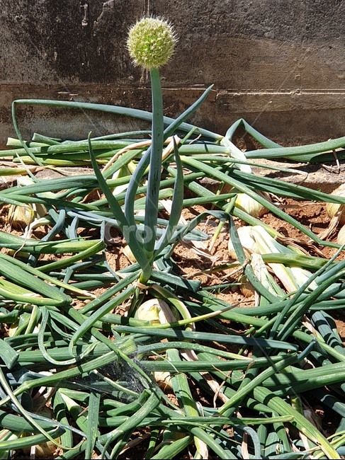 양파,양파꽃,파,onion,onionflower