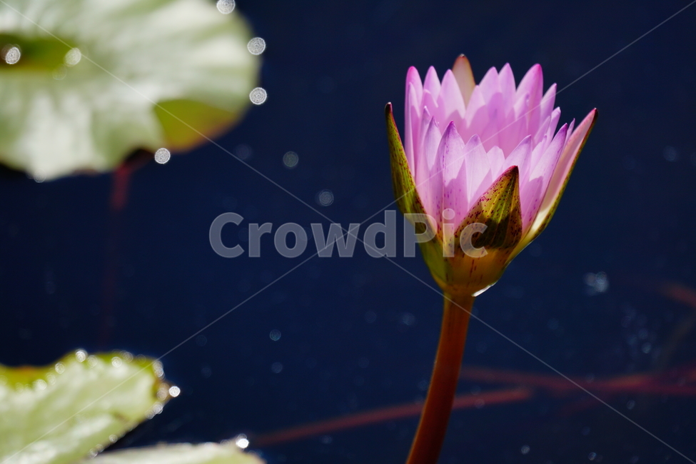 수련,연꽃,여름꽃,플라워,flower,lotus,waterlily,pondlìly,식물,자연,plant,nature,연못,연잎,연꽃잎,꽃,수생식물,pond,수중식물,여름,summer
