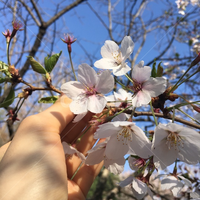 벚꽃,꽃,봄,spring,cherryblossoms,flower,자연,nature,손,여자손,하늘,sky,벚꽃나무,계절,season,봄꽃,plants,식물,사쿠라,색감