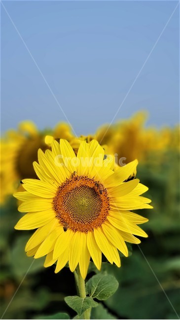 해바라기,꽃,식물,자연,아름다움,태양,sun,가을,여름,계절,plants,season,nature,summer,sunflower