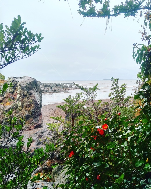 제주도,제주,동백꽃,flower,jeju,바다,sea