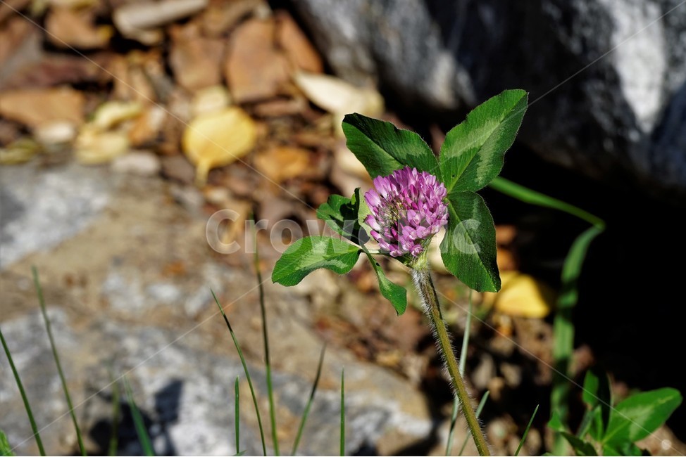 토기풀,붉은토끼풀,귀화식물,풀,클로버,crimsonclover,grass,green,nature,plant