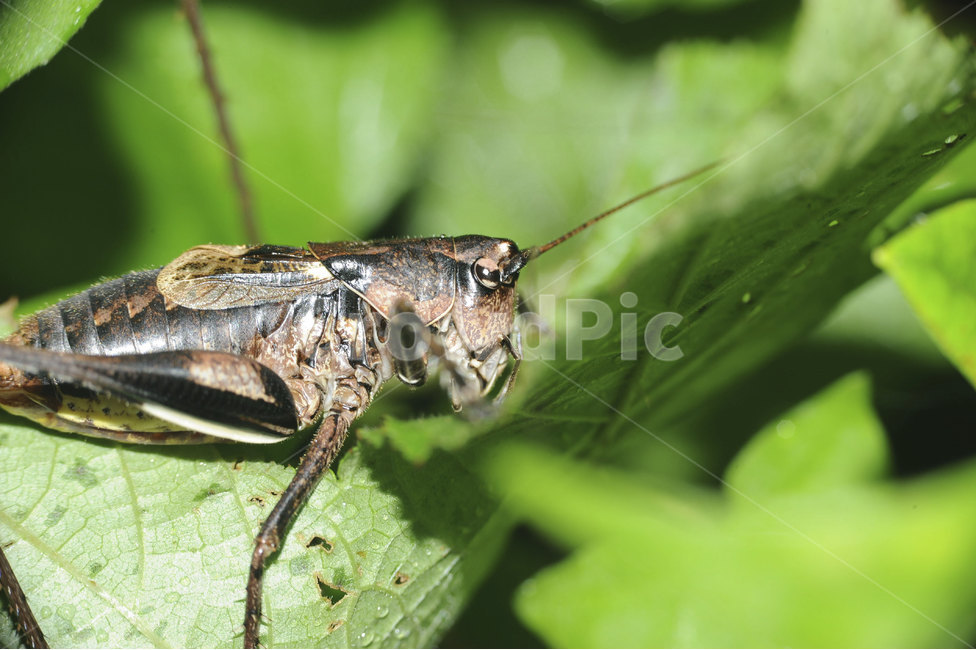 곤충,자연,동물,여름곤충,insect,bug,animal,nature,접사,클로즈업,closeup,곤충,벌레,insect,bug