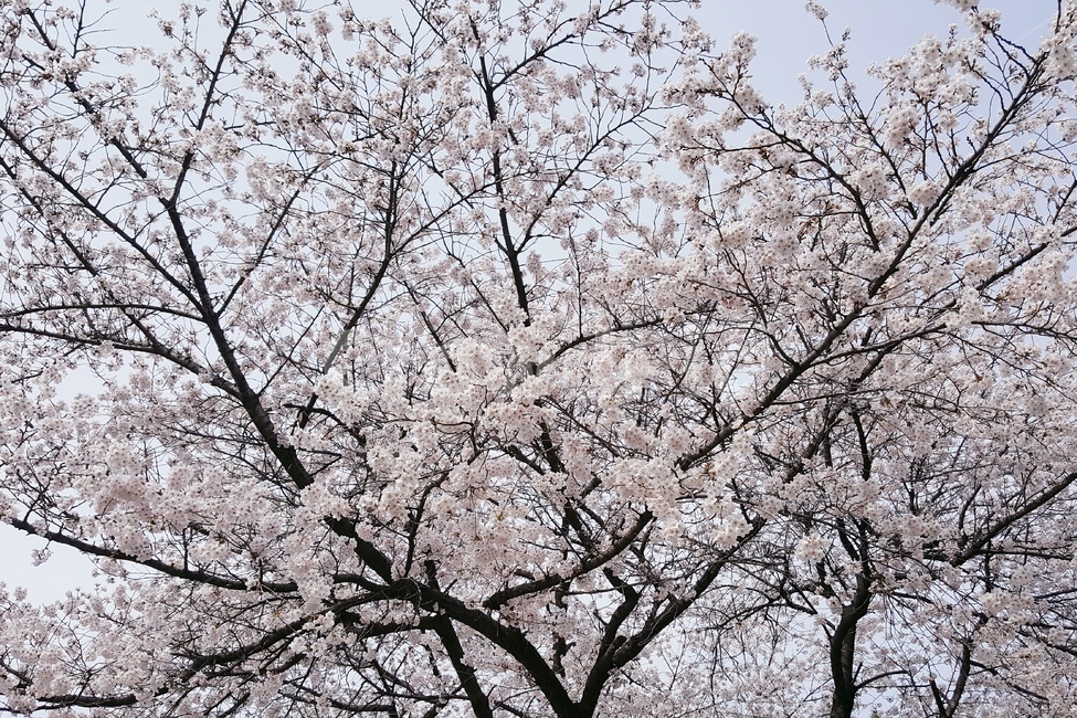 꽃,자연,나무,벚꽃,만발,아름다움,깨끗,봄,계절,spring,season,식물,자연,plants,nature,꽃,flower,나무,trees,wood,plant,blossom