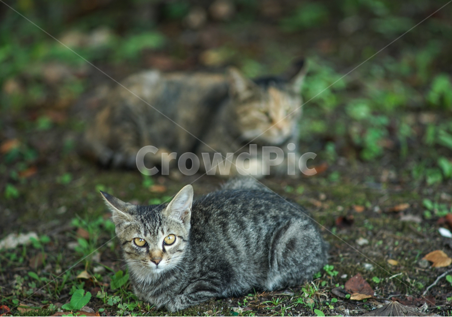 고양이,야생,들고양이,동물,숲,포유류,동물,animal,포유류,mammal,고양이,cat,kitten,kitty