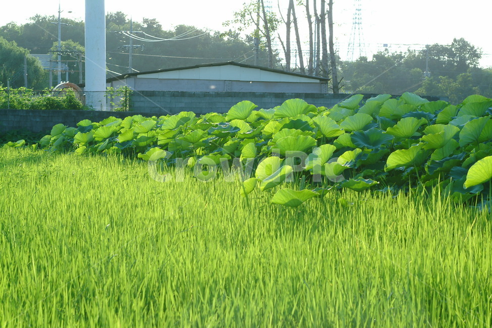 연잎노래,초록,여름,푸르름,햇살,시골,마을,풍경,landscape,country,rural,town