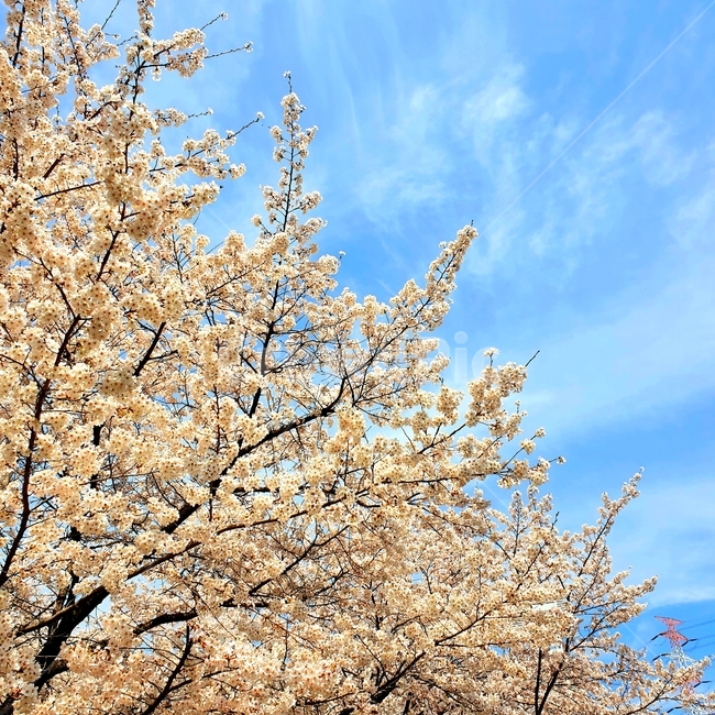 벚꽃,봄,cherryblossom,벚꽃놀이,봄날