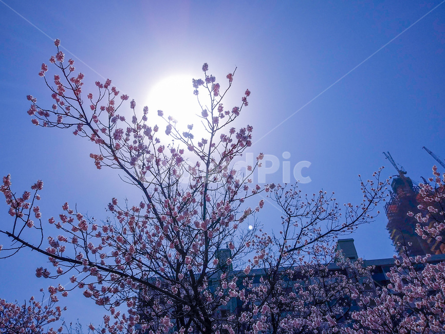 봄,꽃,벚꽃,태양,해,나무,하늘,감성사진,풍경,감성,봄,계절,spring,season,자연,풍경,nature,landscape,plant,식물,flare,플레어,light,빛,blossom,cherry blossom,flower