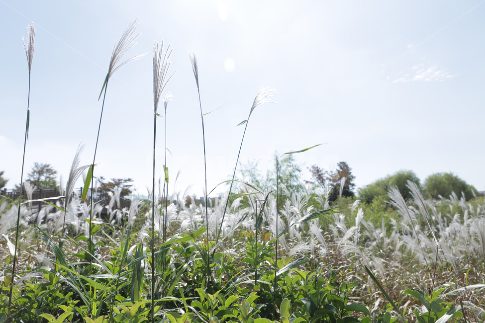 plant,식물,grass,갈대,낙동강,을숙도,가을,계절,fall,autumn,season,잔디,lawn