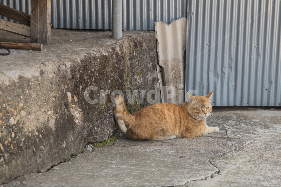 시골고양이,고양이,코리아숏헤어,치즈코숏,cat,시골,반려동물,노란고양이,animalcompanion,animal,길고양이,마당고양이