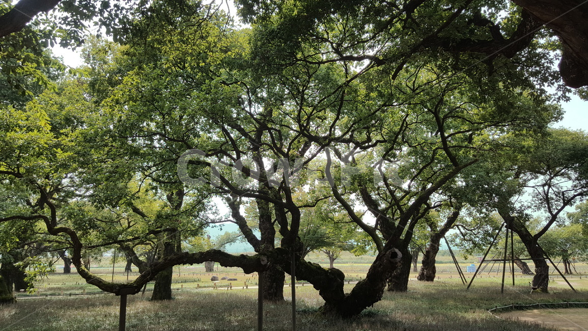 숲,나무,자연,경치,숲속,여유,힐링,자연,풍경,nature,landscape,식물,plants,나무,trees,wood,tree,tree trunk,나무 줄기,plant