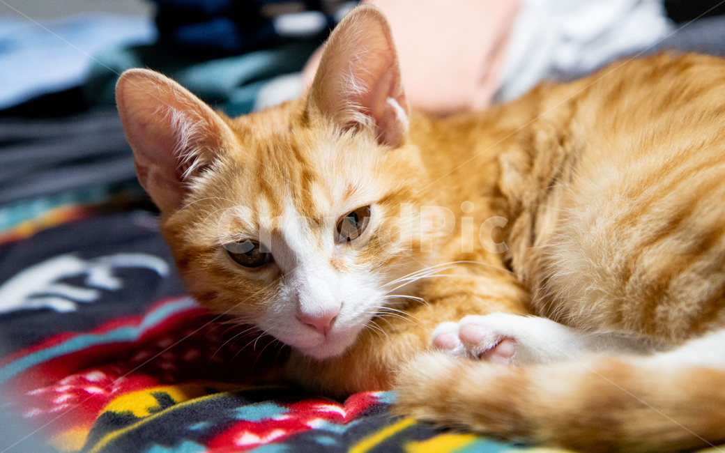 고양이,치즈고양이,치즈태비,코숏,코리안숏헤어