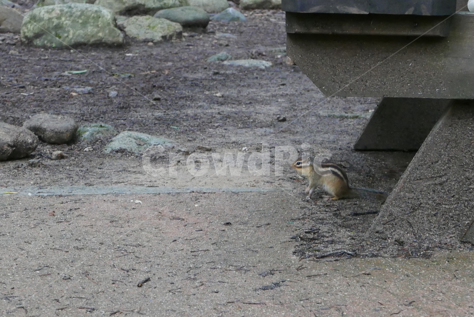 다람쥐,squirrel,설치류,rodents,다람쥐옆모습