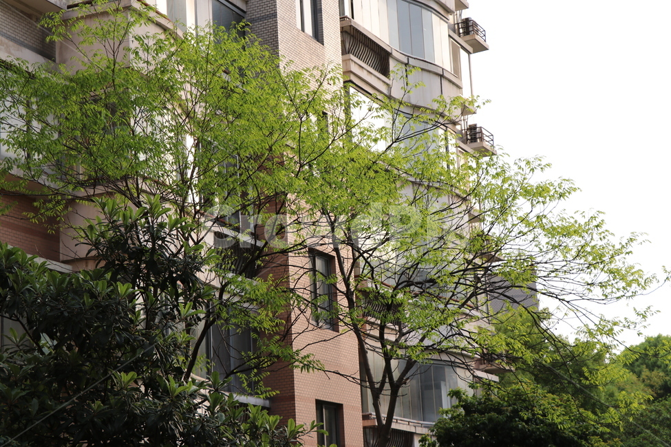 건물,나무,집,초록,아파트,건축물,건물외관,exterior,building,structure,architecture,construction