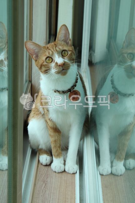 고양이,치즈냥,코숏,코리안숏헤어,동물,애완동물