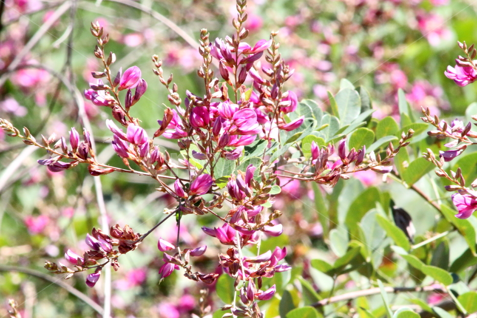 싸리나무,꽃,야생화,콩과식물,bushclover,식물,자연,plants,nature,꽃,flower