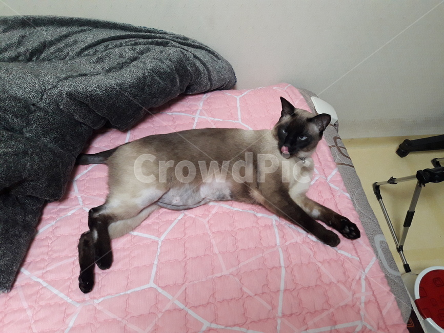 고양이,샴,메롱,샴고양이,cat,개냥이,반려묘,반려동물,animal,동물,animal,포유류,mammal,고양이,cat,kitten,kitty