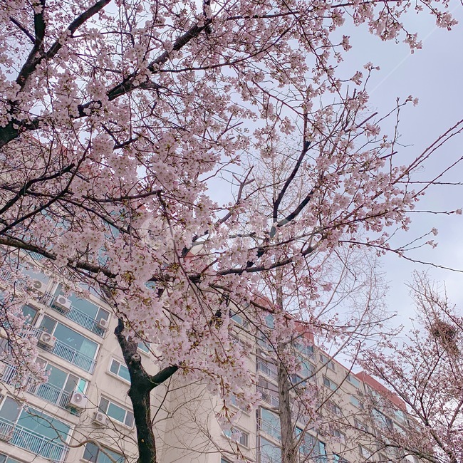 sakura,pink,Cherry Blossom,cherryblossom,spring,korea,ghibli,Emotion,Japanese feel,filmcamera,film camera