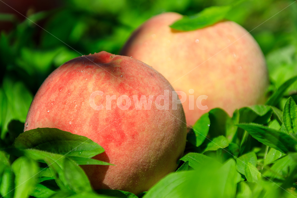 복숭아,과수원,식품,과일,수확,가을,익은,농업,과일,열매,fruit,산업,industry,industrial,농업,농사,agriculture,farming,farming industry