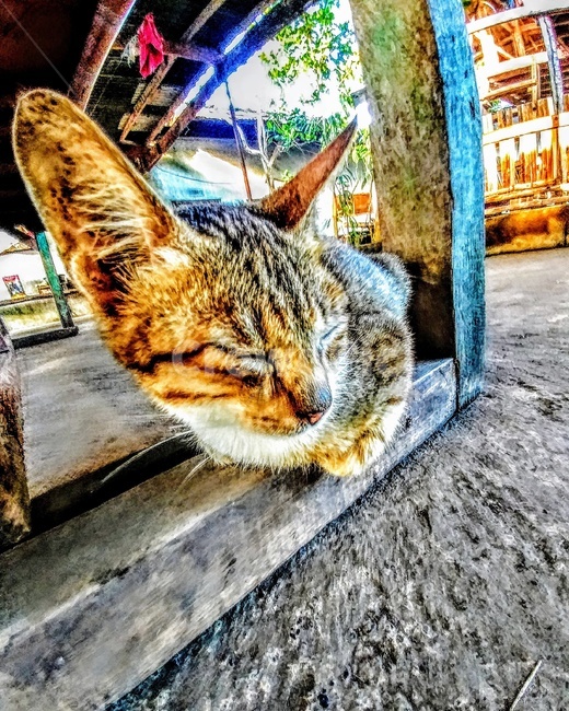 고양이,잠자다,집,그늘,더위