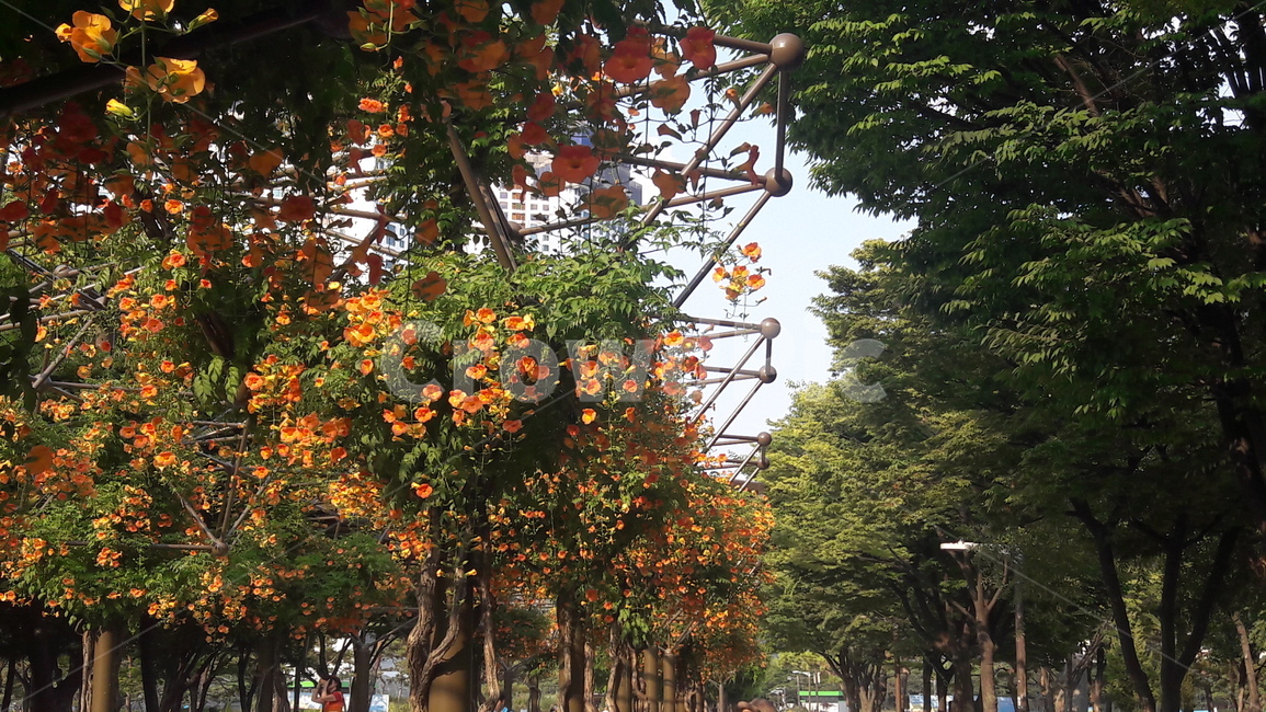능소화,주황색,나무,하늘,초록
