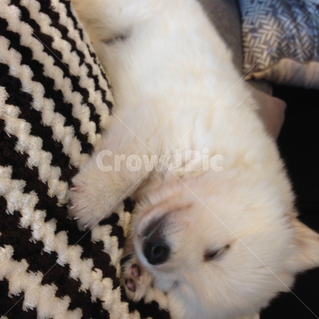 강아지,귀여운강아지,귀여운,개,dog,동물,잠자는,잠자는강아지,애완동물,애완강아지,pet,puppy