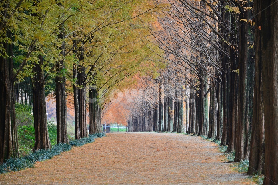 path,통로,walkway,보도,plant,식물,tree,나무,treetrunk,나무줄기,담양,메타길,메타스콰이어길,메타길가을,계절,추색,만추,낙옆,낙옆길