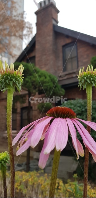 꽃,고건물,가을,국화류,자주루드케키아