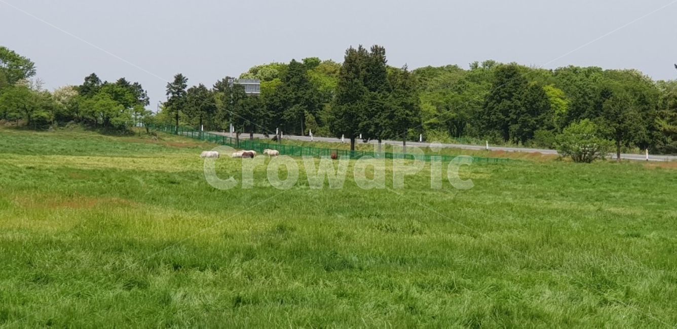 field,들,nature,자연,outdoors,옥외,grassland,목초지,말,풍경