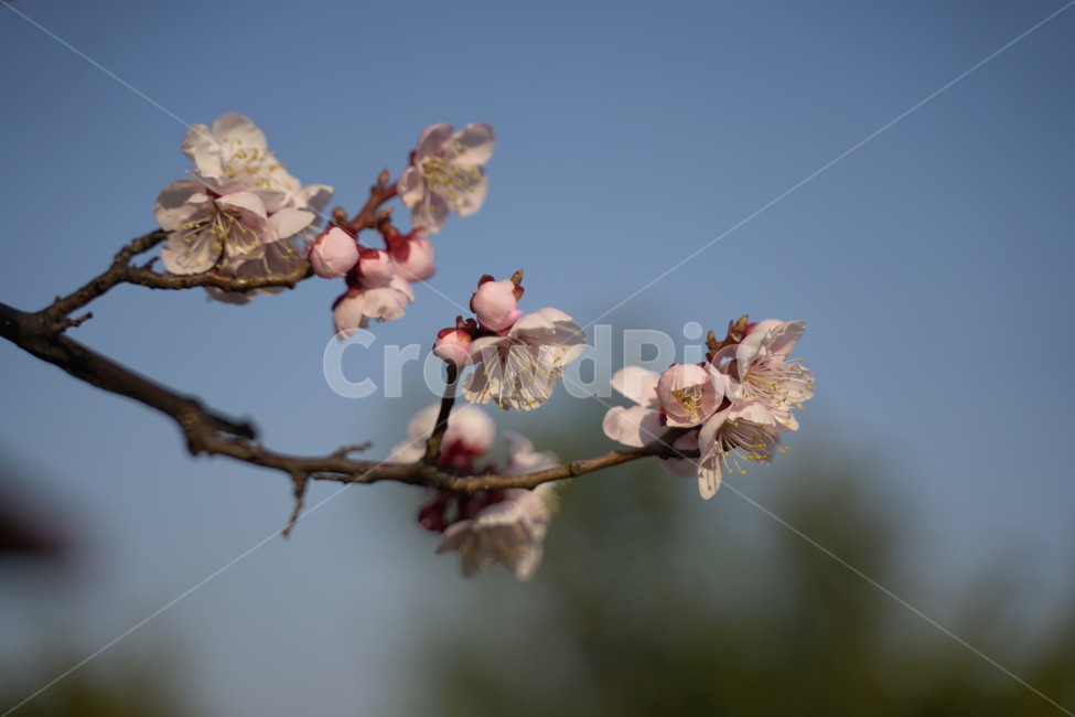 벚꽃,봄,매화,cherryblossom,flower,봄,계절,spring,season