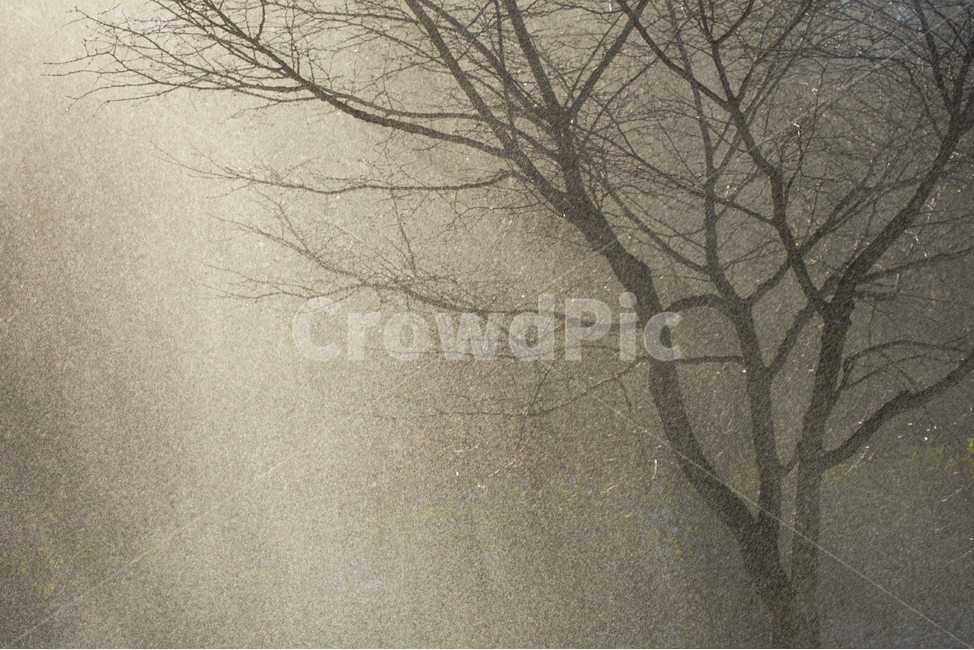 겨울,눈,나무,가루눈,햇살,빛,나뭇가지,계절,감성,겨울,계절,winter,season,자연,풍경,nature,landscape,식물,plants,나무,trees,wood,outdoors,옥외