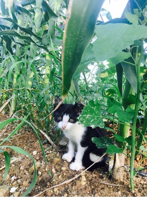 고양이,동물,새끼고양이,길고양이,반려동물