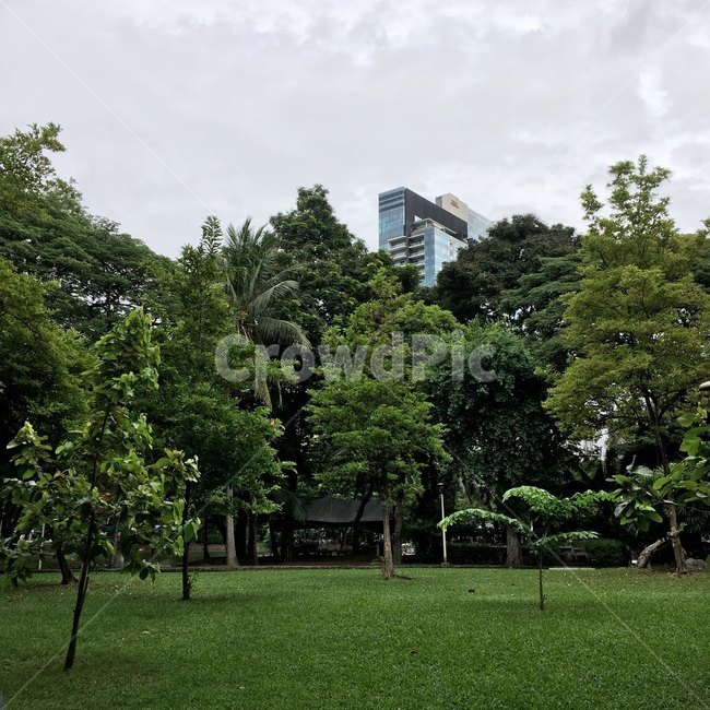 green,greenery,summergreenery,나무들,나무숲,숲,초록색,colorful,vivid,fresh,trees,잔디,nature,자연,thailand,thai,태국,공원,park,풍경,자연풍경