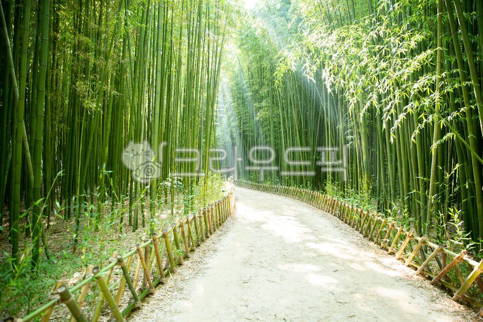 울산,태화강,십리대숲,대나무숲,대나무,태화강국가정원,국가정원