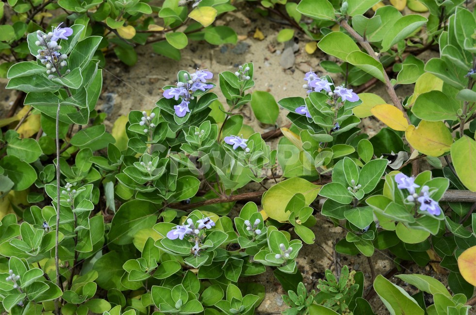 halophyte,beach plants,nature,evergreen shrub,sunbigi tree,Excess vervain