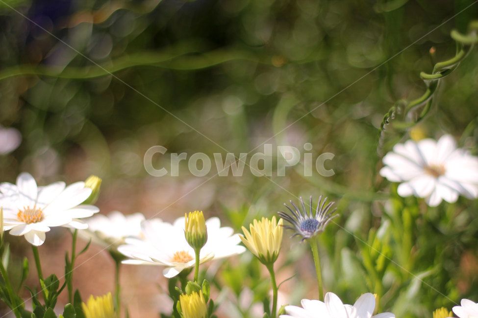 꽃,자연,식물,야생화,흰꽃,nature,flower,plants,잎,빛,꽃밭,수수한,소박한,시골