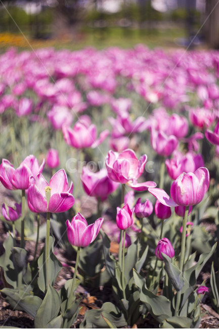 봄,꽃,튤립,꽃잎,분위기,감성,푸름,잎,봄,계절,spring,season,식물,자연,plants,nature,꽃,flower,plant,blossom