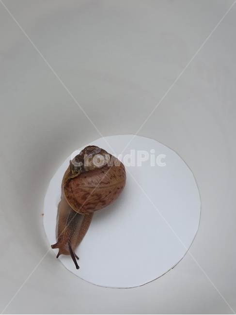 달팽이,비온후,달팽이한마리,달팽,귀요미달팽이