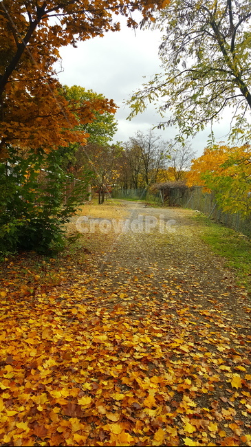 가을,단풍,낙엽,autumn,maple,fall,가을,계절,fall,autumn,season,ground,바닥,tree,나무,plant,식물,leaf,잎