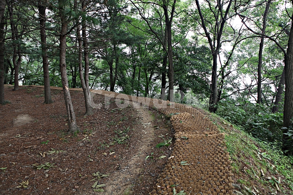 오솔길,길,둘레길,숲,숲길,식물,나무,풍경,여름,자연,풍경,nature,landscape,ground,바닥,tree,plant