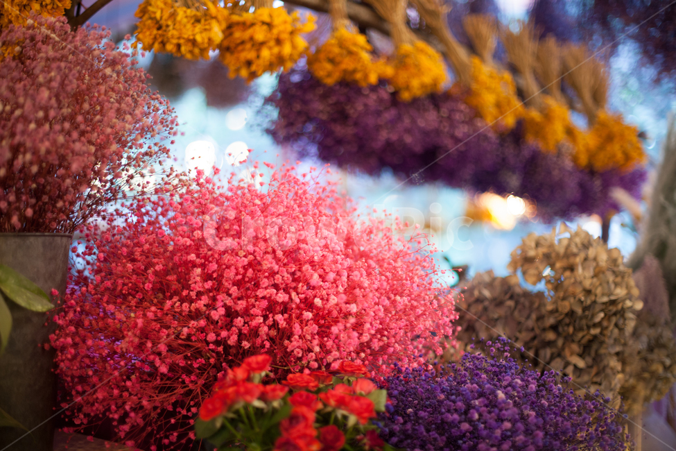 꽃,드라이플라워,안개꽃,인테리어,실내장식,식물,자연,plants,nature,꽃,flower