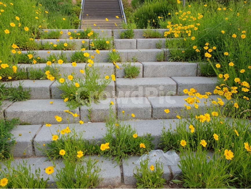 금계국,노랑,아침,봄,풍경,식물,자연,plants,nature,꽃,flower