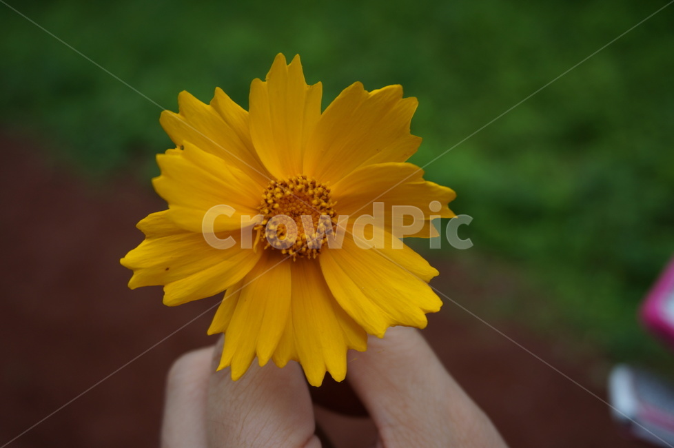 노란꽃,자연,들꽃,노란색,꽃,식물,자연,plants,nature,꽃,flower