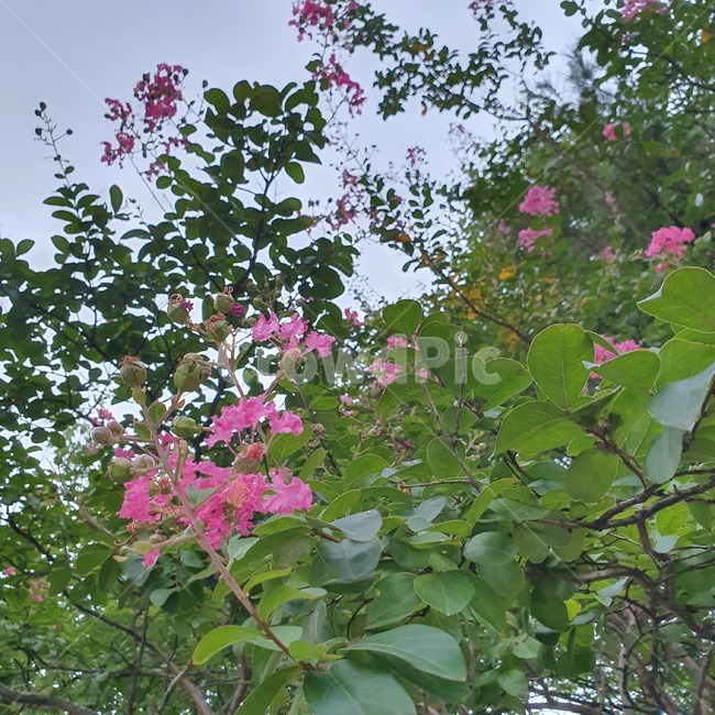 plant,식물,flower,꽃,blossom,pink,분홍