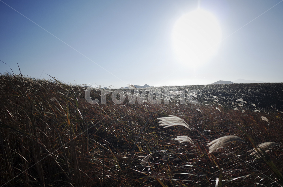 plant,식물,grass,잔디,flamegrass,silvergrass,억새,들판,nature,자연,옥외,outdoors,hill,언덕,reed,갈대
