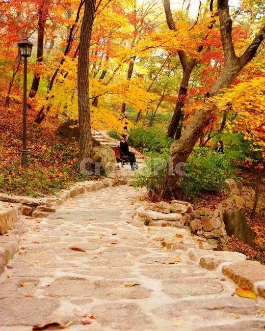 자연,가을,풍경,나무,단풍,낙엽,가로등,벤치,사람,돌다리,산책,가을,계절,fall,autumn,season,자연,풍경,nature,landscape,한국자연풍경,한국자연경관,korea nature landscape,flagstone,판석,plant,식물,tree,walkway,보도,path,통로