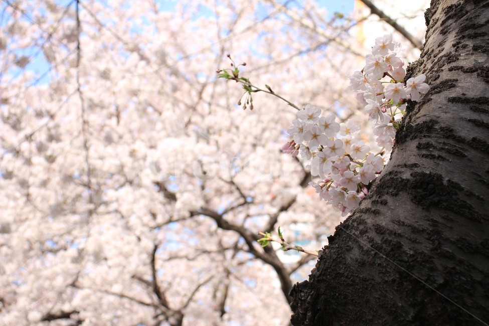 봄,벚꽃,벚꽃나무,blossom,flower,아름다움,자연,봄,계절,spring,season,식물,자연,plants,nature,꽃,flower,plant
